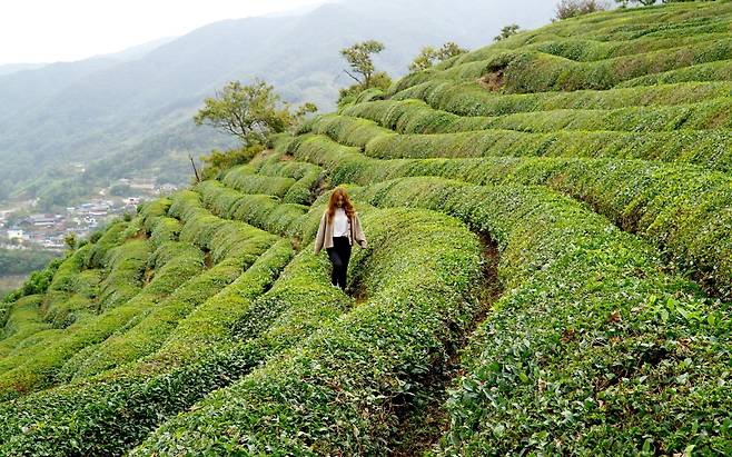 하동 차밭[함영훈 기자]