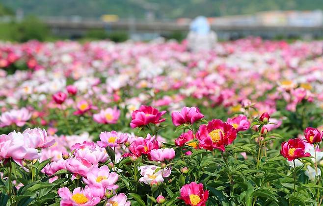 산청 정광들 약초재배단지 작약꽃은 5월 중하순 절정을 이룬다.[산청군청 제공]