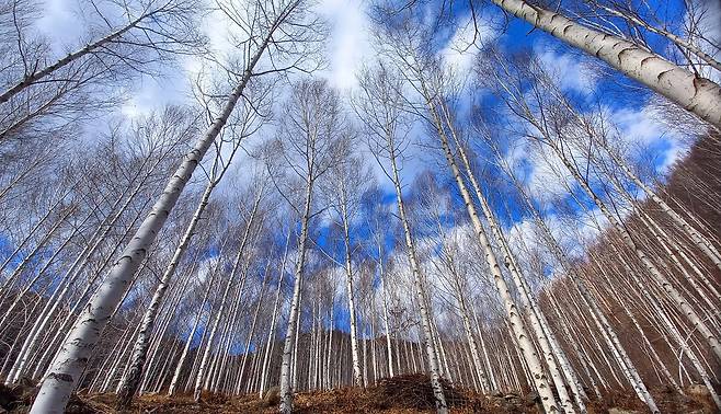 영양 자작나무숲[한국관광공사 제공]