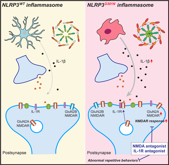 미세아교세포의 NLRP3 인플라마좀 과활성에 따른 흥분성 시냅스 및 행동에 미치는 영향.[DGIST 제공]