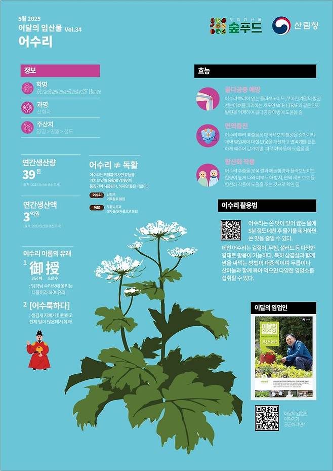 [대전=뉴시스] 산림청이 5월의 임산물로 '어수리'를 선정했다.(사진=산림청 제공) *재판매 및 DB 금지