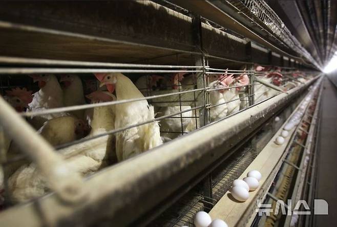 [서울=뉴시스] 미국 아이오와주의 한 농장 우리에 있는 닭들. 미국은 조류 독감 확산으로 달걀값이 폭등했다. (사진=AP통신) 2025.02.17.