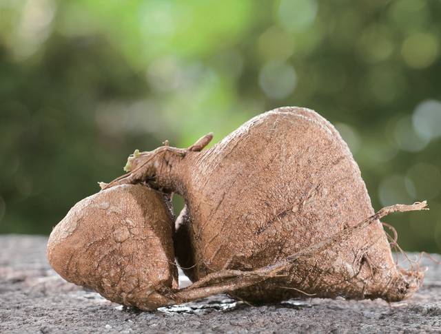 겉모양은 투박하지만 속살이 아삭아삭하고무와 배 맛이 나는 얌빈.