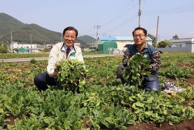 천재기 고성동부농협 조합장(왼쪽)이 고성군 거류면에 있는 김두호씨(67)의 시금치밭에서 해풍맞고 자란 고성 시금치를 들어보이고 있다.