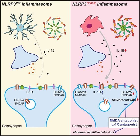 미세아교세포의 NLRP3 인플라마좀 과활성에 따른 시냅스과 행동에 미치는 영향. 디지스트 제공