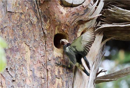 붉은부리찌르레기에게 둥지 빼앗은 쇠찌르레기 [촬영 유형재]