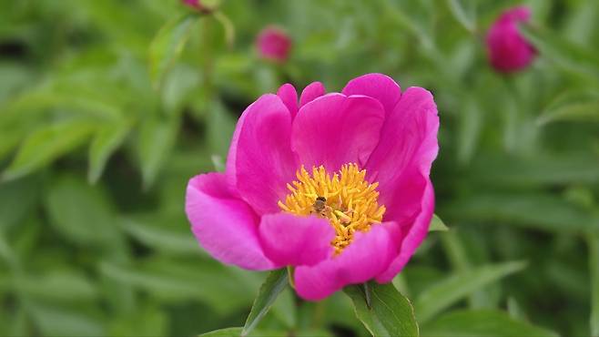 이번 주말이면 자천리 작약밭이 환하게 빛날 것이다.