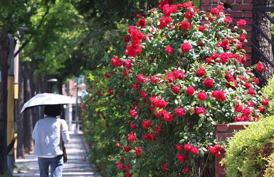 무더운 날씨를 보인 12일 부산 연제구 부산교육대학교 담벼락에 장미가 활짝 펴 시민들의 눈길을 사로잡고 있다. 〈사진=연합뉴스〉