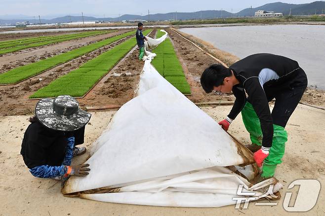 11일 경북 포항시 북구 흥해 들녘에서 농민들이 모내기 준비에 한창이다. 2025.5.11/뉴스1 ⓒ News1 최창호 기자