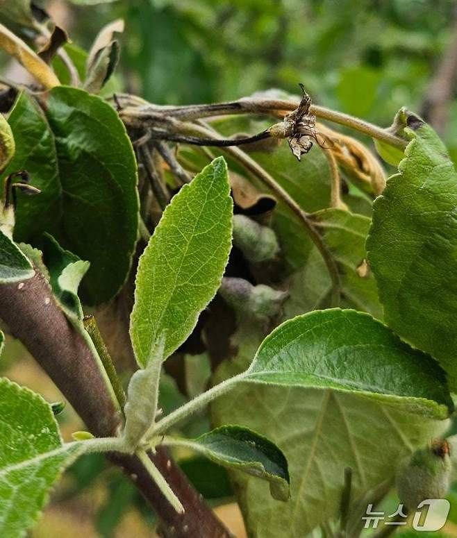 충북 충주 용탄동의 과수원에서 올해 첫 과수화상병이 발생했다.(충주시 제공. 재판매 및 DB금지)/뉴스1