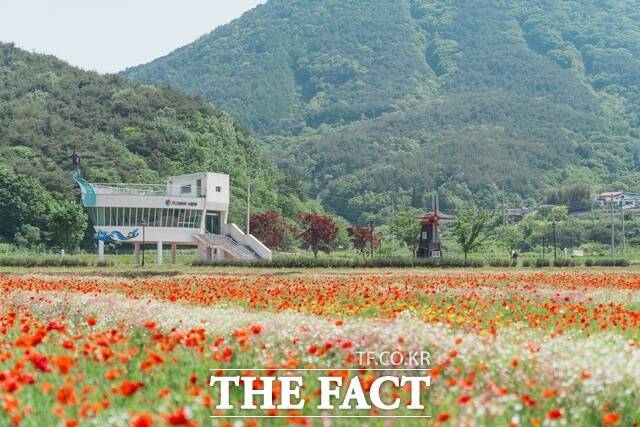 하동 북천 꽃양귀비 축제가 오는 16일부터 25일까지 북천면 직전마을 앞 들판 일원에서 개최된다./하동군