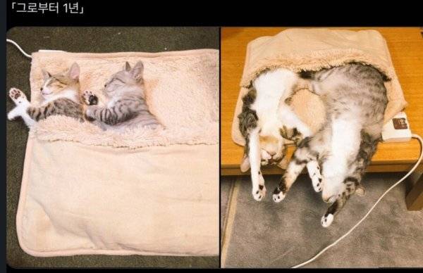 같이 자던 고양이 1년 동안 변화