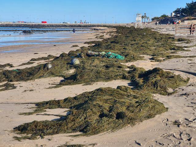 제주 제주시 이호해수욕장에 괭생이모자반이 파도에 밀려와 쌓여있다. 제주도 제공