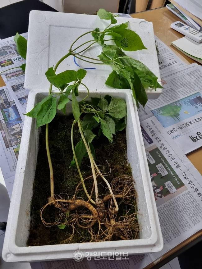 ▲ 평창군 평창읍에 사는 60대 주민이 봄비가 내리던 지난 10일 약초를 캐러 산에 올랐다 50여년 생 산삼을 비롯해 30∼50년생 산삼 7뿌리를 캐 화제다. 김해당 주민이 캔 산삼/ 신현태