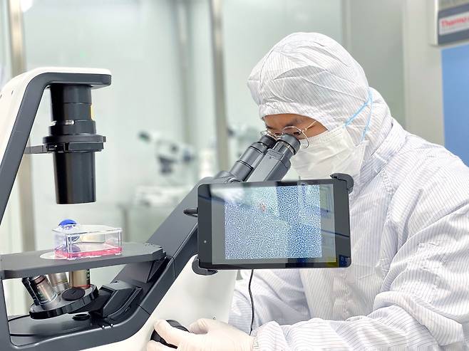 국내 공동 연구팀이 생산한 동종 배아줄기세포 유래 중간엽줄기세포(MMSC)를 현미경으로 관찰하고 있다. (제주대학교 제공)