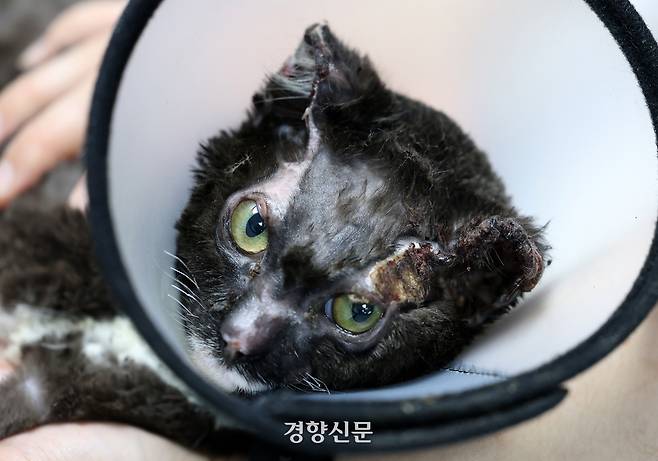경북 산불 현장에서 구조된 고양이 ‘영돌이’가 카라 더봄센터에서 발바닥에 입은 화상을 치료하던 중 렌즈를 바라보고 있다.