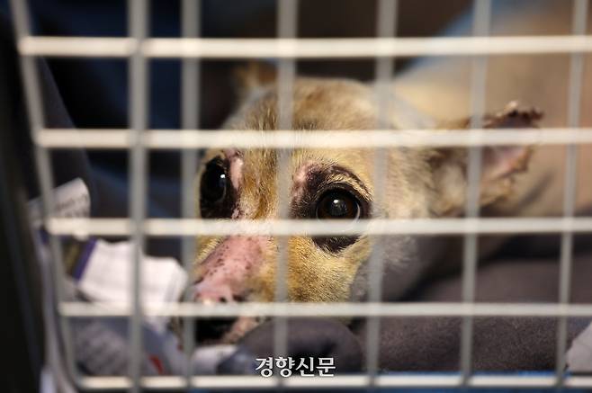 독클래스에서 지내는 ‘봄이’가 켄넬 안에서 휴식을 취하고 있다.