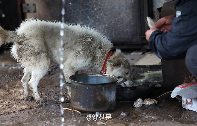 창고에 묶인 강아지가 정미씨가 준 사료를 먹고 있다.