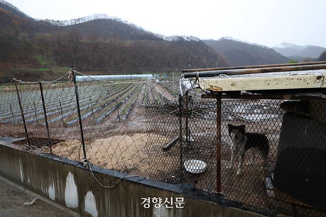 산불 피해 현장에 묶인 밭지킴이견.
