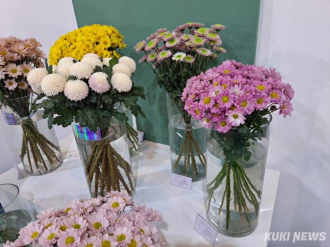 충남도가 고양국제꽃박람회에 출품해 국무총리상을 받은 엔젠루팡 국화 품종