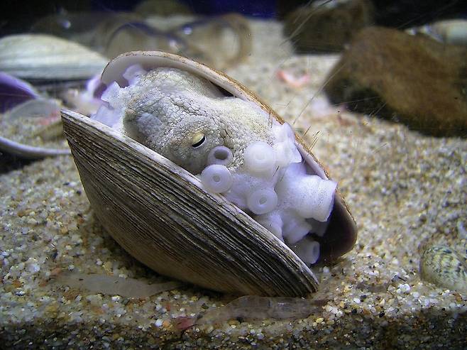 충남 태안의 명물인 주꾸미가 바다속 조개안에서 천적으로부터 몸을 숨기고 있다. 나무위키&nbsp;