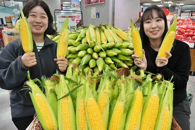 롯데마트·슈퍼가 초당옥수수를 1990원에 판매한다고 13일 밝혔다. [사진 = 롯데마트 제공]