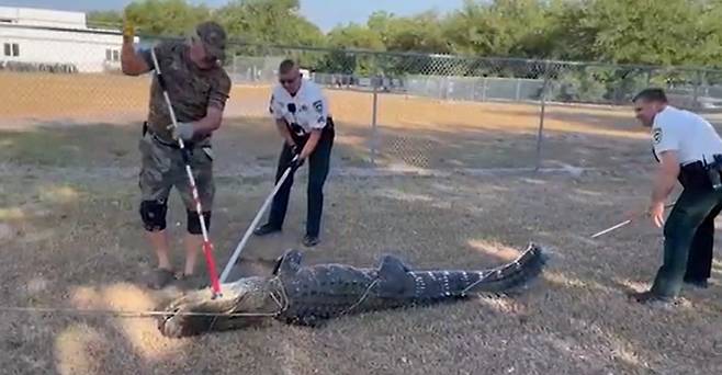 미국 플로리다주 한 유치원에 길이 2.74m 대형 악어가 침입하는 사건이 벌어졌다. 사진은 미국 플로리다주 피시호크 유치원 주차장을 침입한 악어의 모습. /사진=힐스버러 카운티 보안관 사무소 영상 화면 캡처