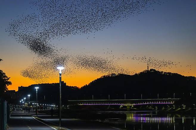 [울산=뉴시스] 태화강 국가정원 떼까마귀 군무. (사진=최영호 제공) 2025.05.08. photo@newsis.com *재판매 및 DB 금지