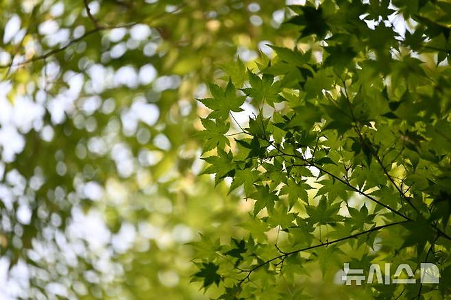 [광주=뉴시스] 이영주 기자 = 광주지역에 맑은 날씨가 이어진 26일 오후 광주 서구 5·18자유공원에 심어진 단풍나무에서 단풍 잎이 햇빛을 받고 있다. 2025.04.26. leeyj2578@newsis.com