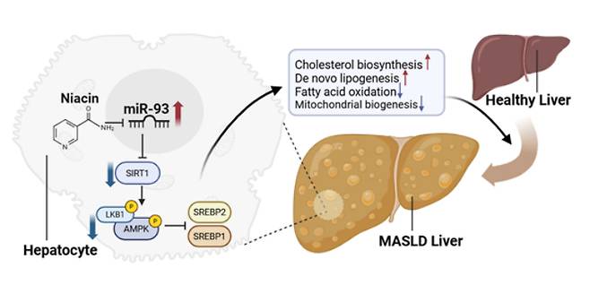 miR-93이 대사이상 지방간(MASLD)을 유발하는 발병기전과 니아신(Niacin) 기반 치료 효과. 연구그림 UNIST 제공