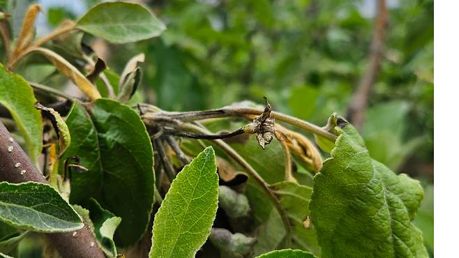 충북 충주 사과 과수원에서 올해 첫 과수화상병 발생. 농진청 제공