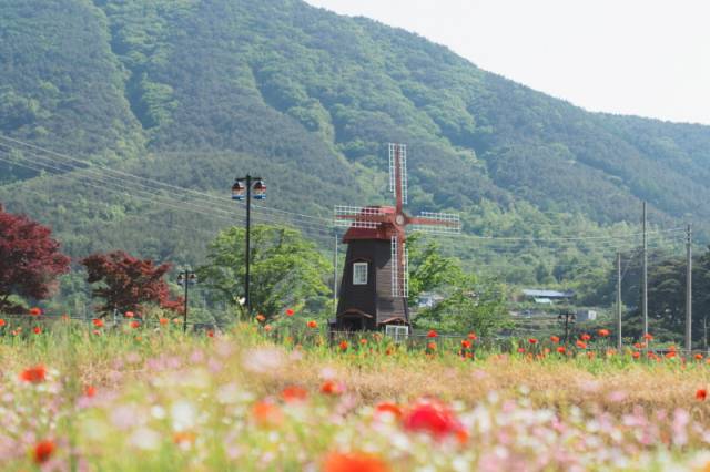 ▲제11회 하동 북천 꽃양귀비 축제가 오는 16일부터 25일까지 열린다. ⓒ하동군