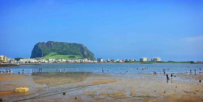 제주 성산일출봉이 바라다보이는 오조리 한도교 서쪽 조개잡이 체험 어장.