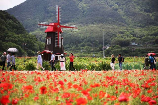 하동 꽃양귀비 축제 현장. 사진 제공=한국관광공사.