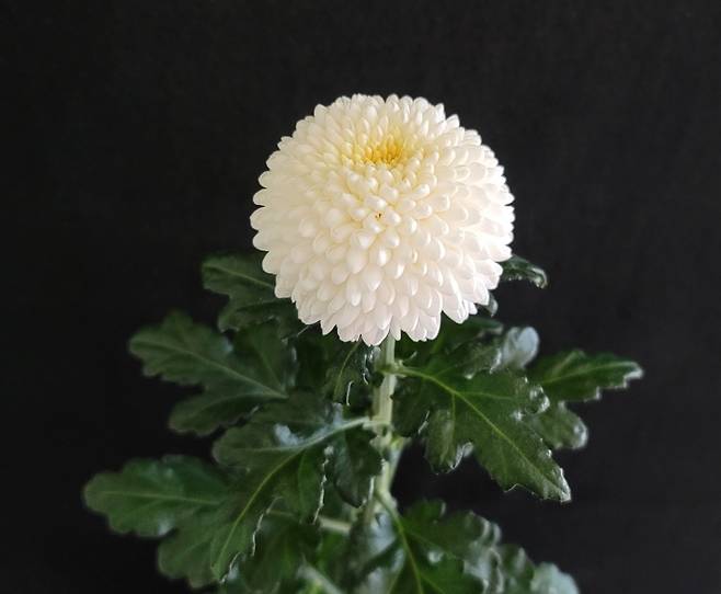 엔젤루팡 [충남도 농업기술원 제공. 재판매 및 DB 금지]