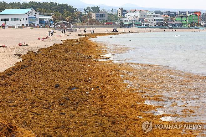 이호 해변 뒤덮은 괭생이모자반 (제주=연합뉴스) 박지호 기자 = 12일 오전 제주시 이호해수욕장에 괭생이모자반이 대량으로 밀려와 있다. 2025.5.12 jihopark@yna.co.kr