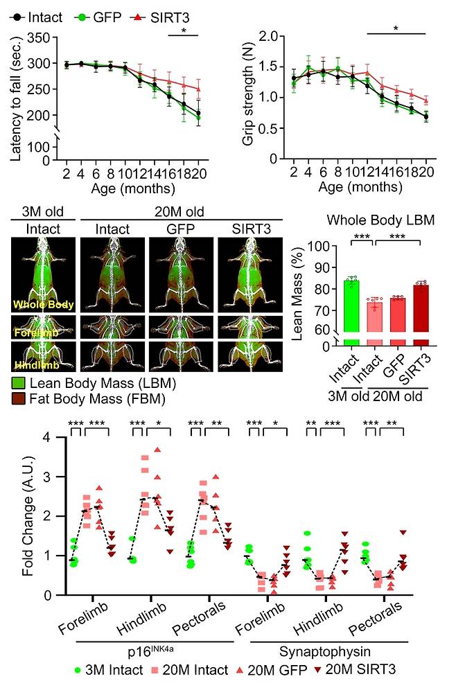 항노화를 유도한 노령 생쥐 모델의 운동 능력 평가  [김상룡 교수 제공. 재판매 및 DB 금지]