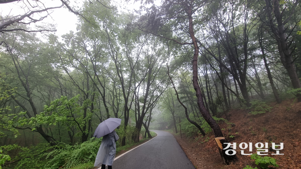 조미선 구리시 문화해설사가 망우역사문화공원을 안내하고 있다. 아스팔트로 포장된 이 길은 성묘객을 위한 것이지만 대부분의 일상에서 시민들이 산책로로 쓰고 있다. 망우리가 들려주는 얘기가 워낙 무게가 있어 ‘사색의길’이라는 별칭도 얻었다. 2025.5.1 구리/권순정기자 sj@kyeongin.com