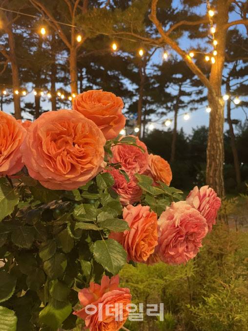 대전 서구 한밭수목원에 식재된 장미꽃. (사진=대전시 제공)