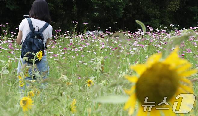 제주시 애월읍 항파두리 항몽유적지에 해바라기와 코스모스가 함께 펴 시선을 사로잡고 있다. 2024.8.6/뉴스1 ⓒ News1 오현지 기자
