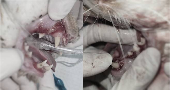 잇몸에 심한 발적과 퇴축, 입 안쪽 후구강은 염증으로 인해 출혈까지 나타나는 상황이었던 코리의 상태(고려동물메디컬센터 제공). ⓒ 뉴스1