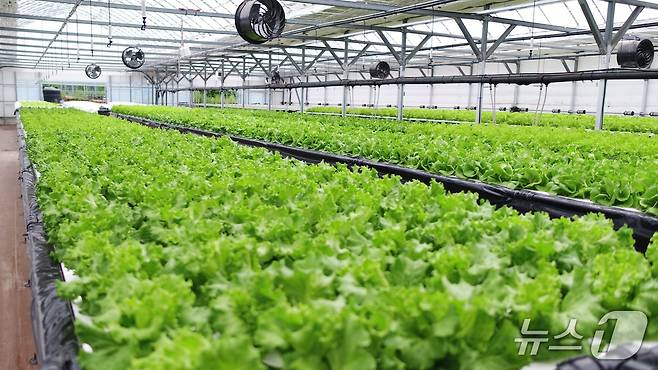 강릉시농업기술센터 간이형 엽채류 수경재배 실증.(강릉시 제공, 재판매 및 DB 금지) 2025.5.14/뉴스1