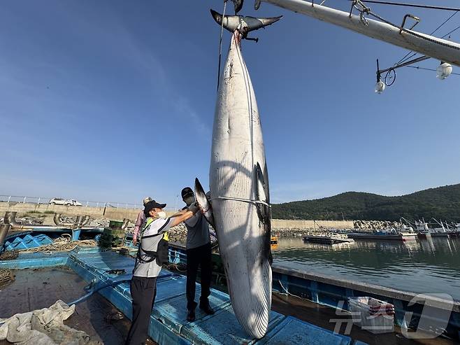 13일 오후 3시 15분쯤 전남 여수시 남면 해상 인근에서 밍크고래 사체 1마리가 발견돼 해경이 수습 작업을 하고 있다.(여수해경 제공. 재판매 및 DB 금지)