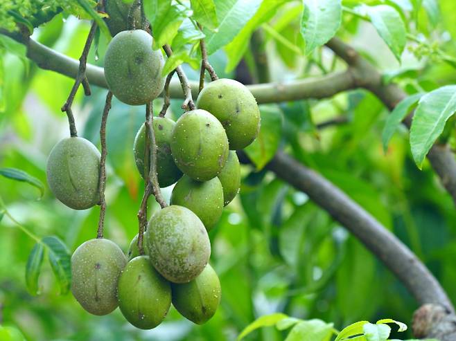 매실 (사진: 픽사베이)