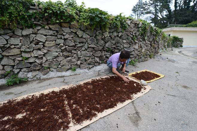 건조하는 불등가사리./김준
