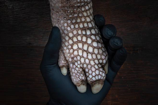 체인지메이커 준우승작 '보이지 않는 거인들을 돌보다'. 브라질 판타날 지역에서 구조된 자이언트 아르마딜로 발. /페르난도 파시올레/2025 ENVIRONMENTAL PHOTOGRAPHY AWARD