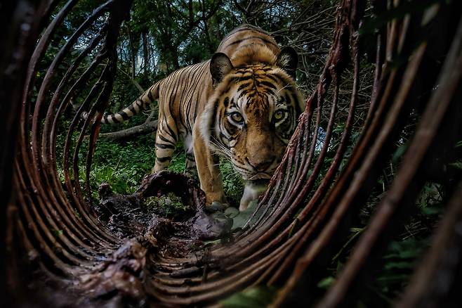 학생의 선택 부문 우승작 '숲의 수호자'. 인도네시아 수마트라 호랑이./밤방 위라완/2025 ENVIRONMENTAL PHOTOGRAPHY AWARD