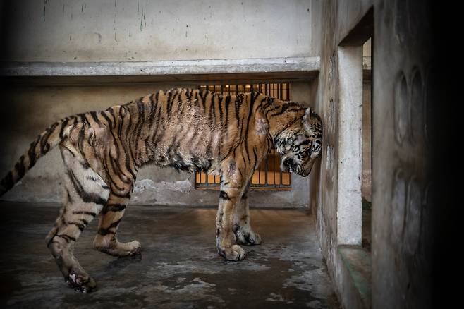 인간 대 자연 우승작 '번식 기계'. 늙고 야윈 암컷 인도차이나 호랑이(Panthera tigris corbetti) 한 마리가 태국 북부의 한 호랑이 농장의 콘크리트 벽에 몸을 기대고 있다. /에이미 존스/2025 ENVIRONMENTAL PHOTOGRAPHY AWARD