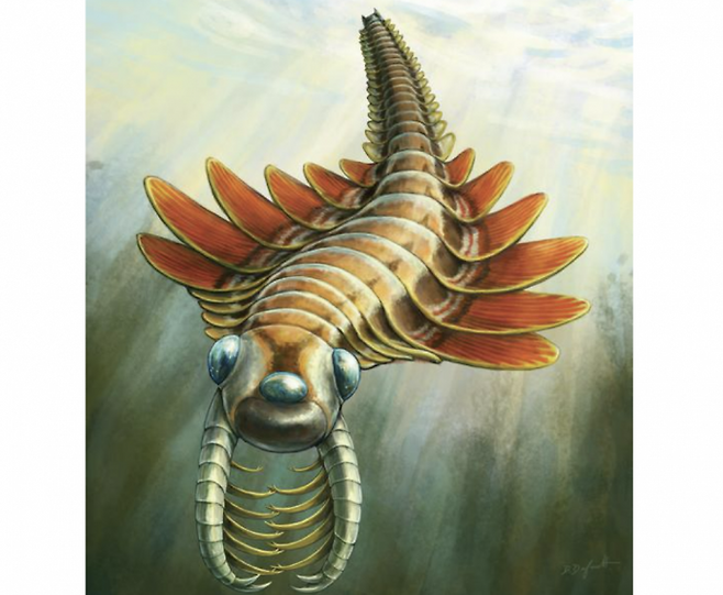 5억 년 전 고대 해양을 누비는 세 눈 달린 포식동물 '모수라'의 상상도. CREDIT:&nbsp;Danielle Dufault