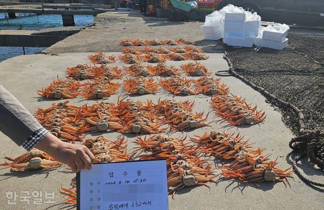 경북 포항해양경찰서가 지난달 15일 포항의 한 항구에 베트남 선원들이 몰래 잡은 암컷 대게를 펼쳐 놨다. 포항해양경찰서 제공
